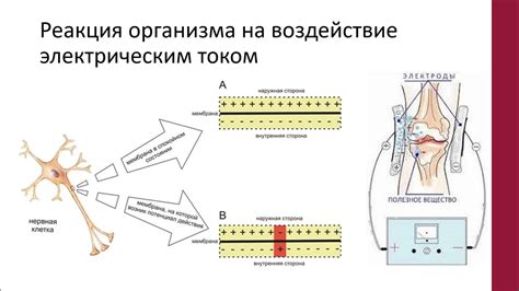 Воздействие мела на работу организма: основные принципы
