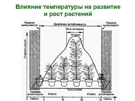 Воздействие птичьего гнезда на рост и формирование растений