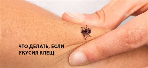 Воздействие укуса клеща в области головы на организм человека