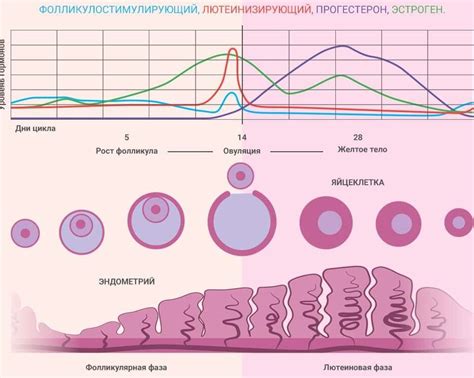 Возможные нарушения менструального цикла