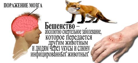 Возможные причины появления патогена бешенства у грызунов