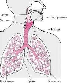Возможные проблемы с дыхательной системой