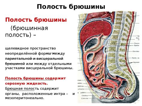 Возникновение расширения живота и роль семечек в этом процессе