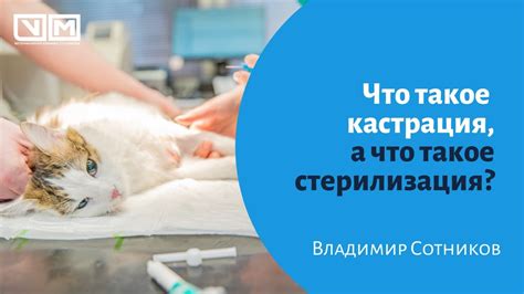 Возрастной аспект при проведении кастрации: что нужно знать