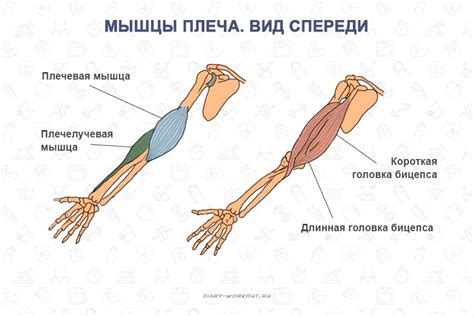 Востребованность жеста изогнутых пальцев на сгибе локтя в современном мире