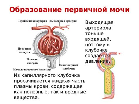 Вредные вещества в крови животных