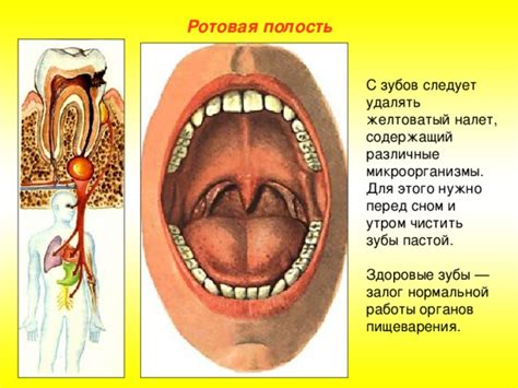 Вред для зубов и органов пищеварения