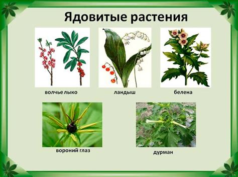 Вред жучка для растений
