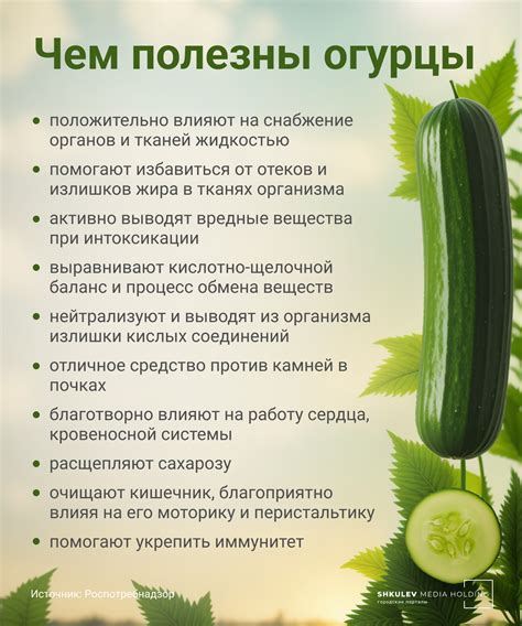 Вред и польза сырых огурцов для малыша