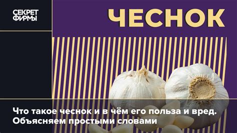Вред от употребления декоративного лука чеснока