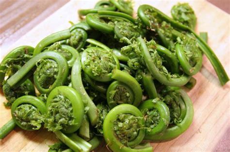 Вред поражения папоротника для кожи