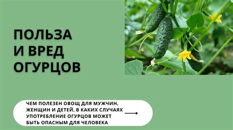Вред соседства огурцов и базилика