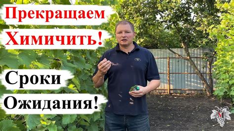 Время созревания