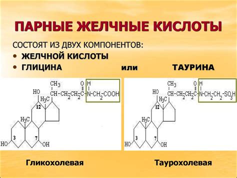 Вторичные желчные кислоты: их образование и влияние