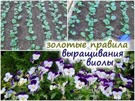 Выбор горшка и подходящей почвы для выращивания виолы в помещении