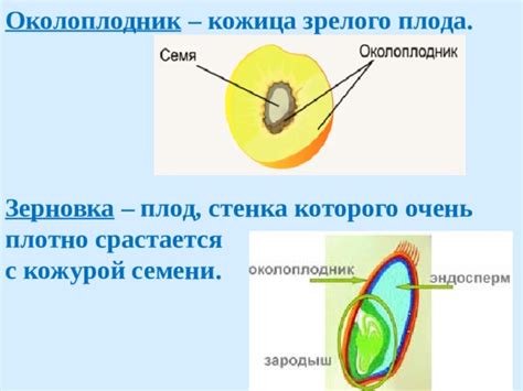 Выбор зрелого плода