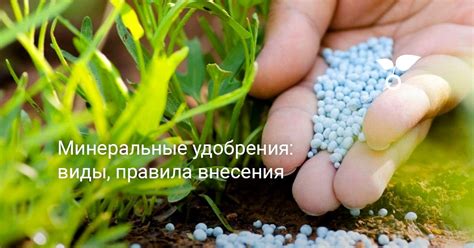 Выбор и приготовление удобрения для максимального блага растениям