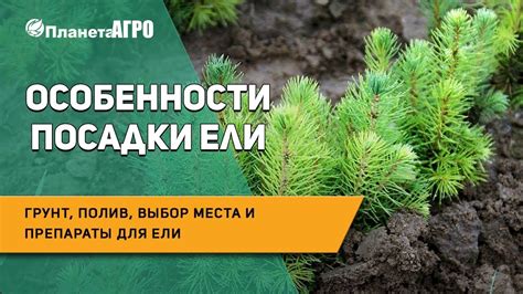 Выбор места и размеры ели