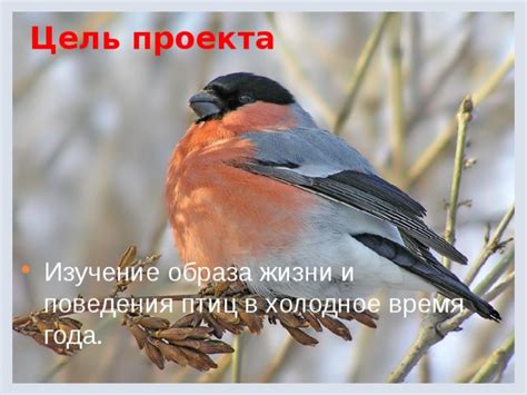 Выбор местоположения и архитектуры для укрытия птиц в холодное время года