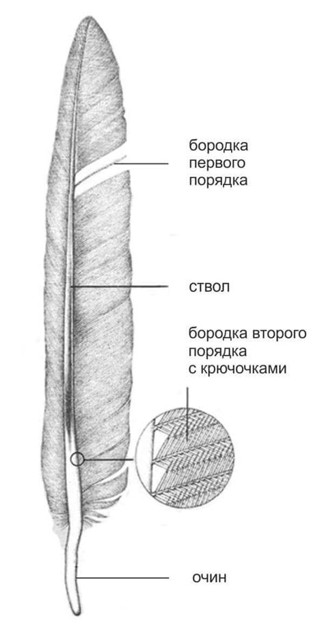 Выбор пера птицы