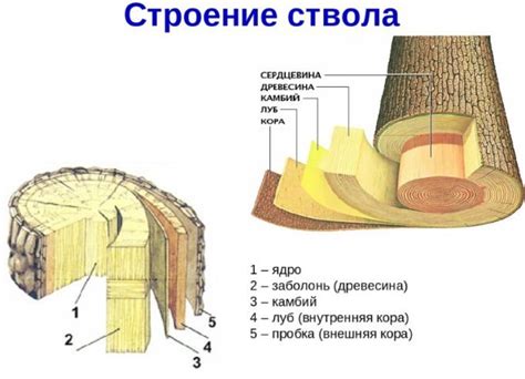 Выбор подходящего метода для заполнения повреждений в стволе дерева