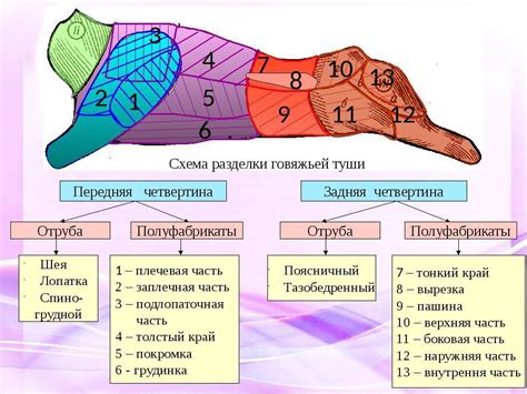 Выбор подходящего режима для обработки вашей пуховой изделия