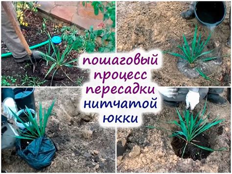 Выбор подходящей емкости и почвы для эхинокактуса
