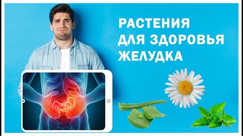 Выбор продуктов для устранения желудочных расстройств у малышей