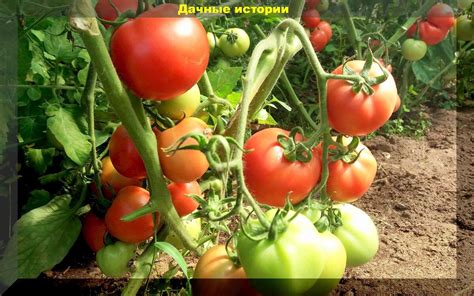 Выбор сортов и подготовка теплицы
