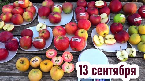 Выбор сортов яблок