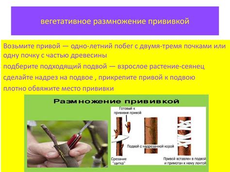 Выбор способа размножения