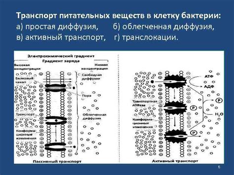 Выделение питательных веществ под действием микробов