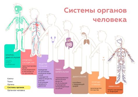 В организме