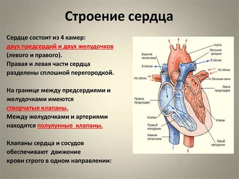 Гармония внутри: путь к очищению сердца и ума