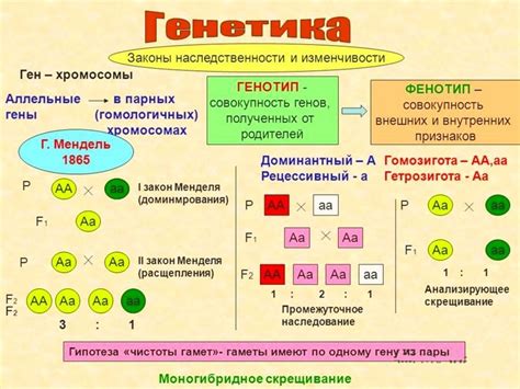 Генетика и наследование резус-факторов