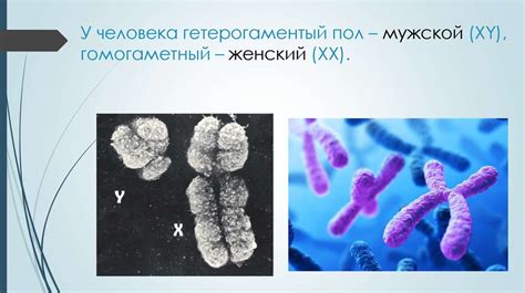 Генетические механизмы формирования костей пальцев