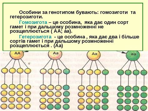 Генетические особенности гомозиготы