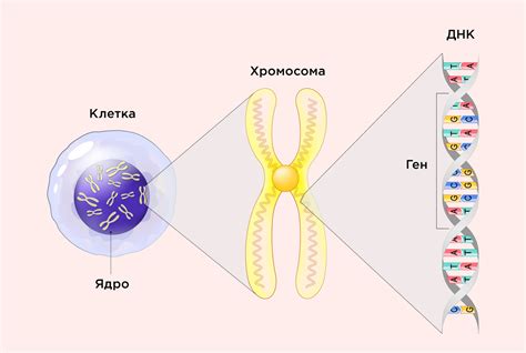 Генетические особенности и наследственность