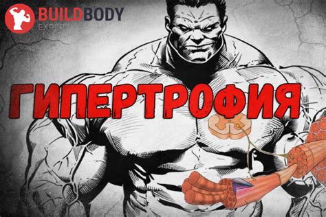 Гипертрофия мышц