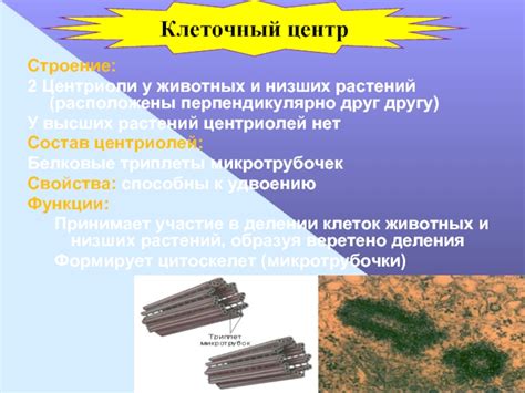 Гипотезы о функциональной значимости центриолей для высших растений