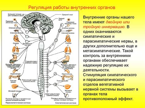 Главные цели ухудшения работы основной нервной системы у взрослых