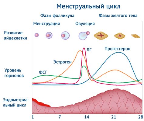 Гормональные изменения: роль гормонального фона в возникновении высыпаний у подростков