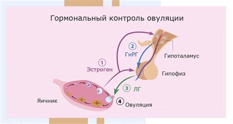 Гормональные изменения при беременности