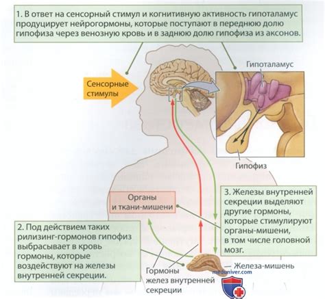 Гормоны и их влияние на работу органов и систем