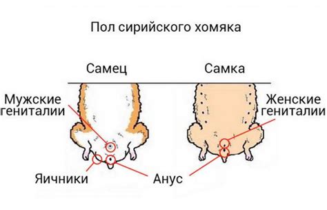 Готовность к совокуплению: как распознать признаки заимствования у самца