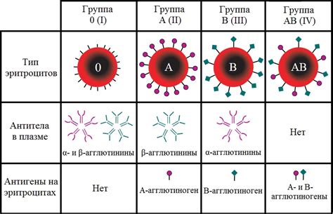Группа крови и особенности