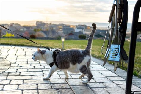 Гулять с крысой на шлейке