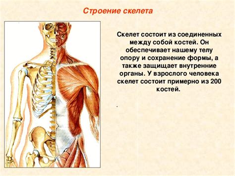 Двигательная система