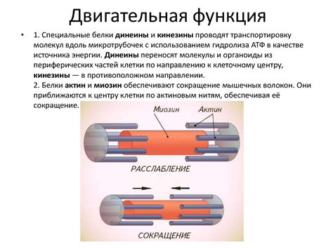 Двигательная функция