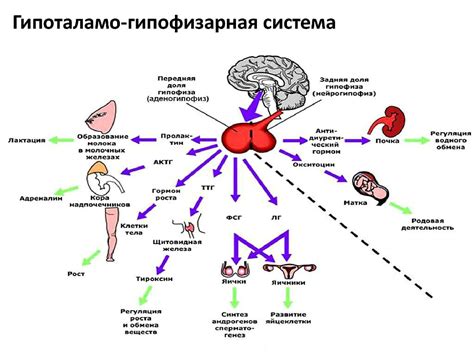 Дезбаланс гормонов в организме